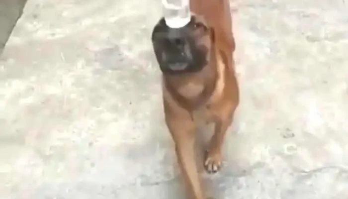 Droga News -  Videos - Queimados