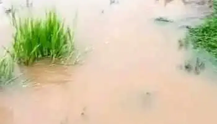 Drogaria Araujo -  Videos - Barbacena