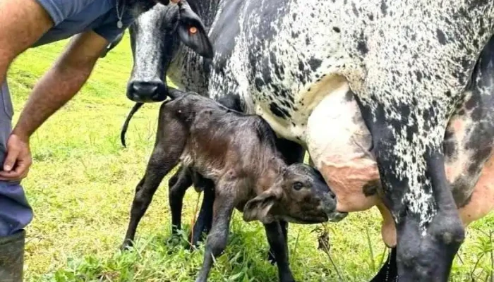 Duvale Queijos Entre Em Contato Para Visitar Nossa Fazenda Gado Bovino - Valença