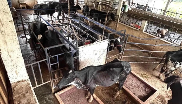 Duvale Queijos Entre Em Contato Para Visitar Nossa Fazenda Mais Recentes - Valença